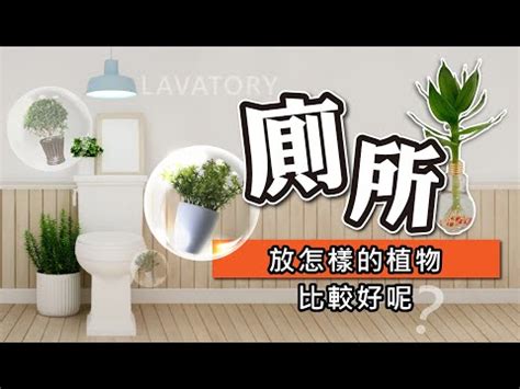 廁所植物 風水|浴室植物佈置:化解廁所煞氣妙招